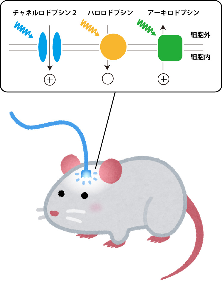 第18回脳科学豆知識