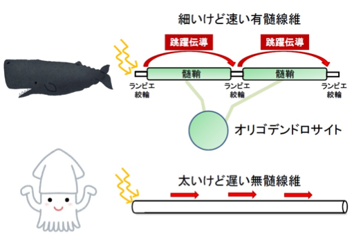 脳科学豆知識　第20回 「跳躍伝導」